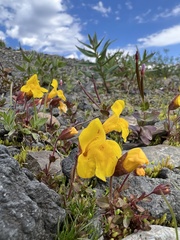 Erythranthe caespitosa