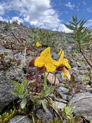 Erythranthe caespitosa