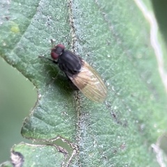 Minettia longipennis
