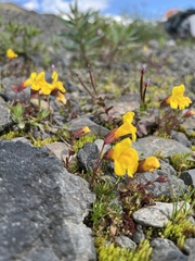 Erythranthe caespitosa