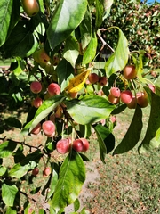 Malus baccata