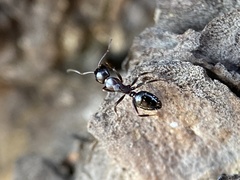 Myrmentoma