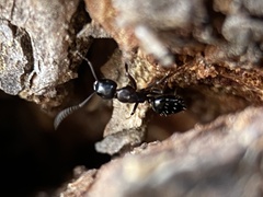 Myrmentoma
