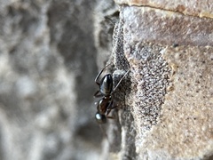 Myrmentoma