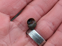 Littorina saxatilis