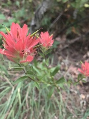 Castilleja miniata