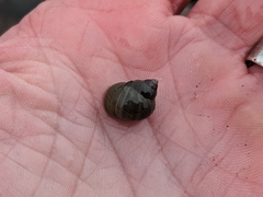 Littorina saxatilis