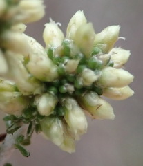 Ifloga repens
