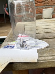 Eratigena atrica