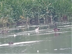 Calidris ferruginea