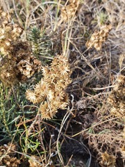 Helichrysum italicum