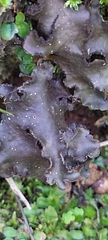 Peltigera