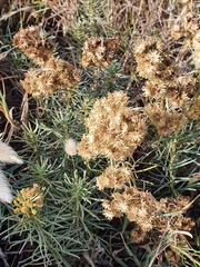 Helichrysum italicum