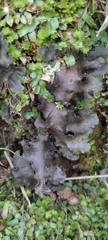 Peltigera