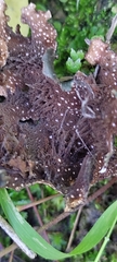 Peltigera