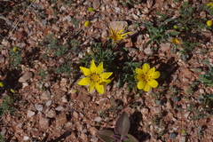 Gazania lichtensteinii