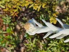 Achillea maritima maritima