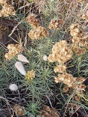 Helichrysum italicum