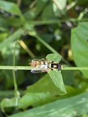 Ischiodon scutellaris