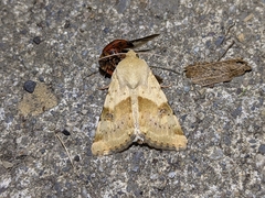 Heliothis phloxiphaga