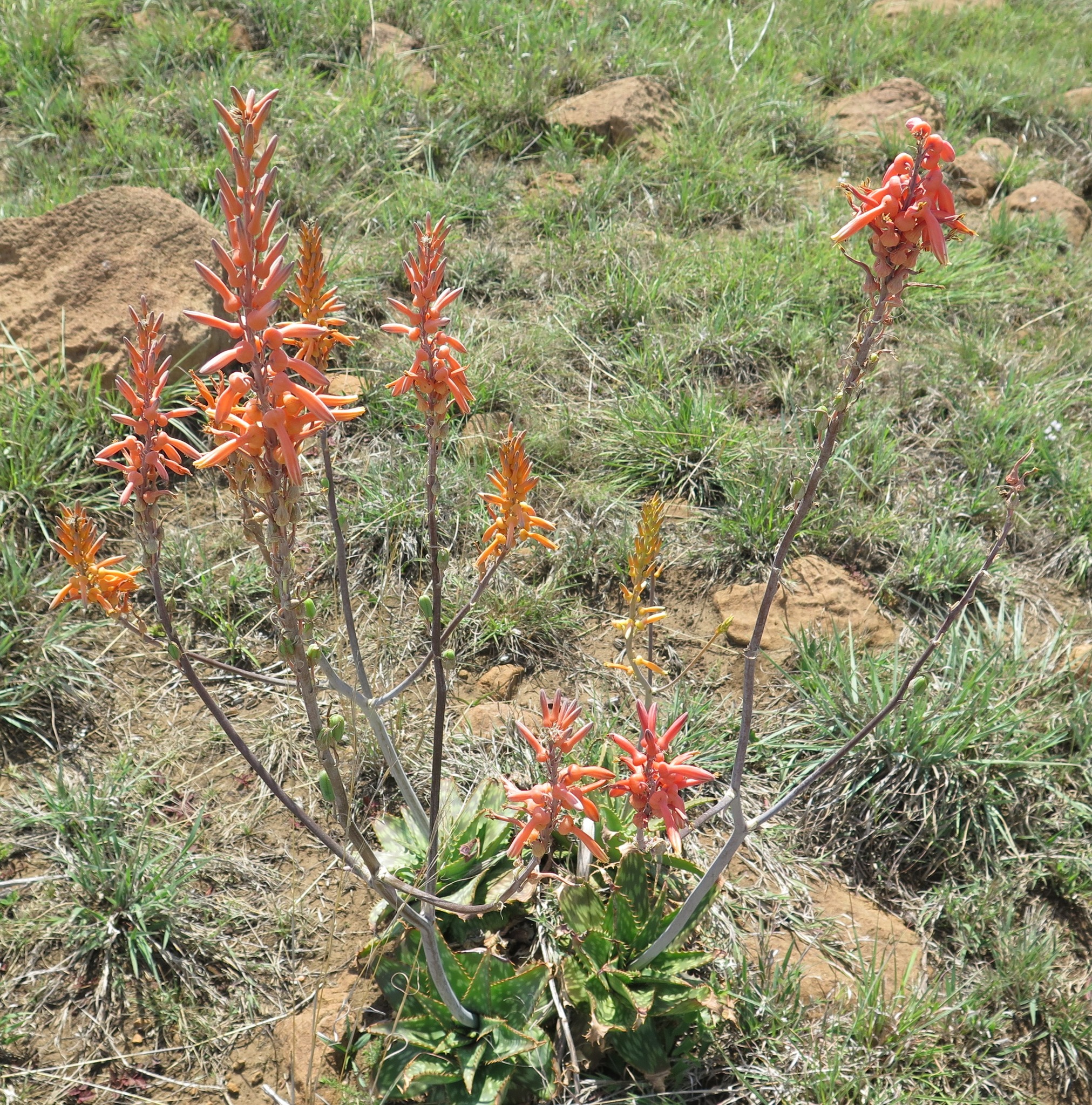 Aloe vanrooyenii
