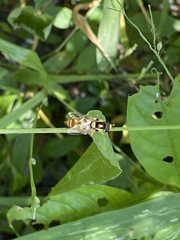 Ischiodon scutellaris