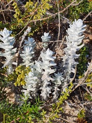 Achillea maritima maritima