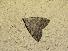 Aplocera plagiata
