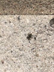 Salticinae
