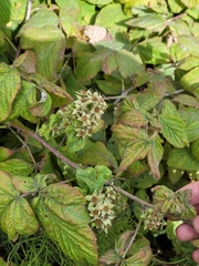 Rubus × idaeoides