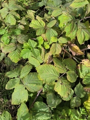 Rubus × idaeoides