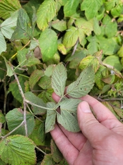 Rubus × idaeoides