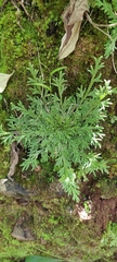 Selaginella pallescens
