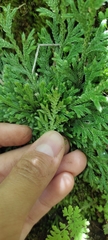 Selaginella pallescens