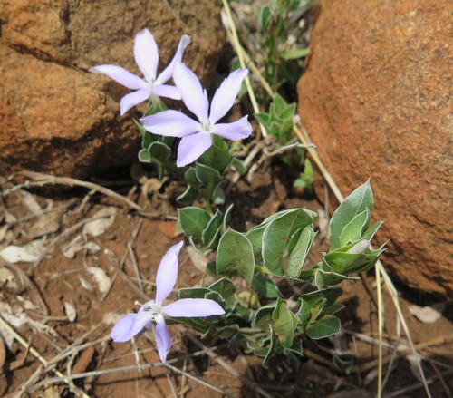 Thukela Bushviolet (Barleria argillicola)