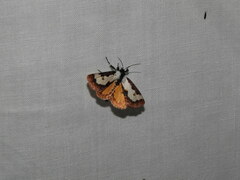 Eudryas brevipennis
