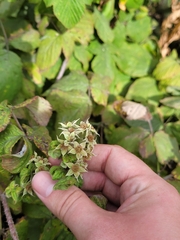 Rubus × idaeoides