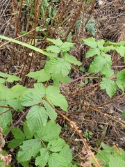 Rubus × idaeoides