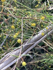 Acacia brownii