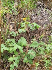 Rubus × idaeoides