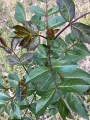 Polyscias sambucifolia