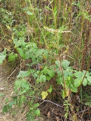 Rubus × idaeoides