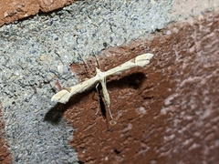 Platyptilia carduidactylus