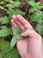 Rubus × idaeoides