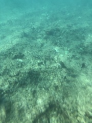 Acanthurus olivaceus