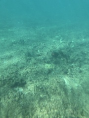 Acanthurus olivaceus