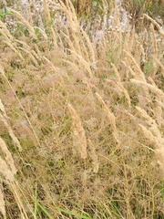 Falcaria vulgaris