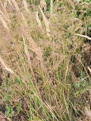 Falcaria vulgaris