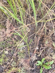 Falcaria vulgaris