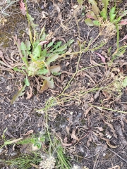 Falcaria vulgaris